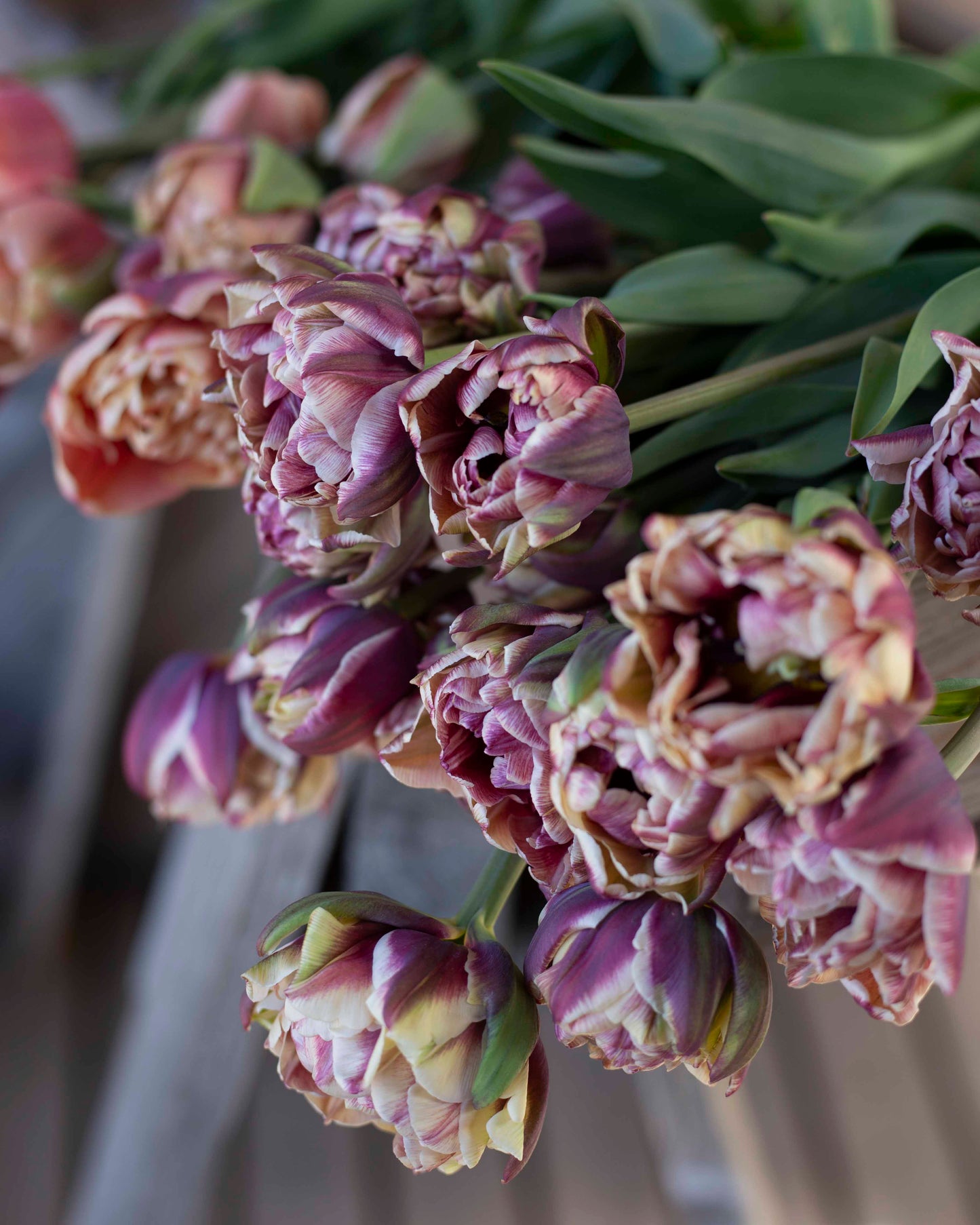 Kerrannainen tulppaani Wyndham