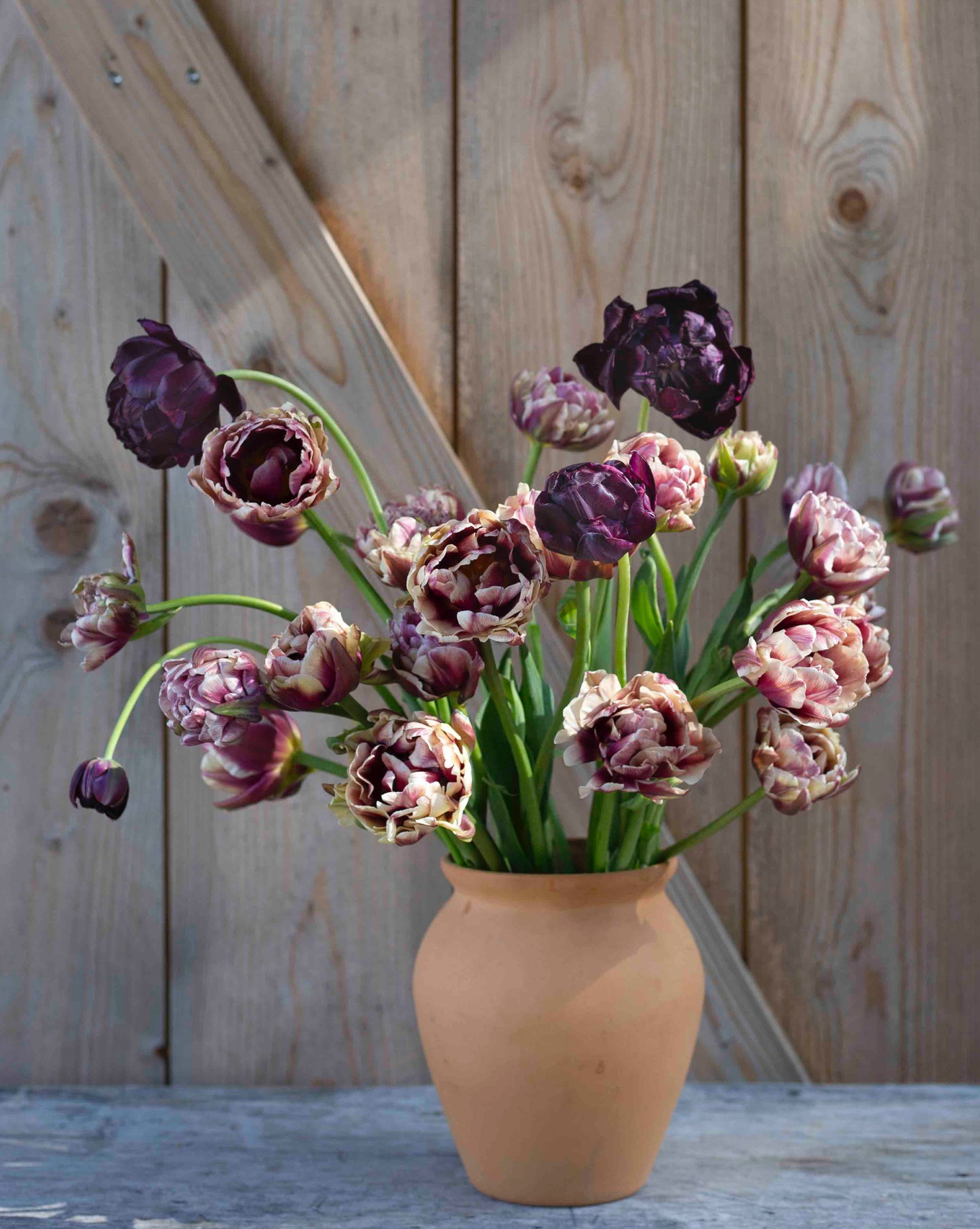 Kerrannainen tulppaani Black Hero