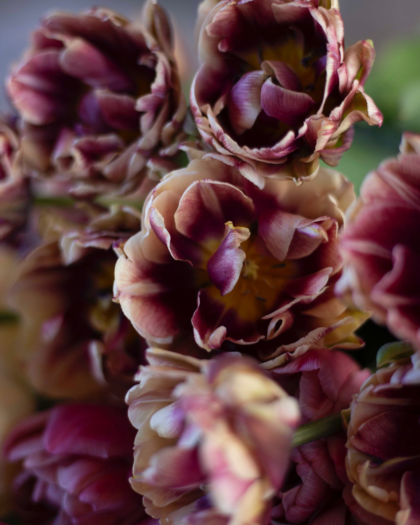 Kerrannainen tulppaani Wyndham