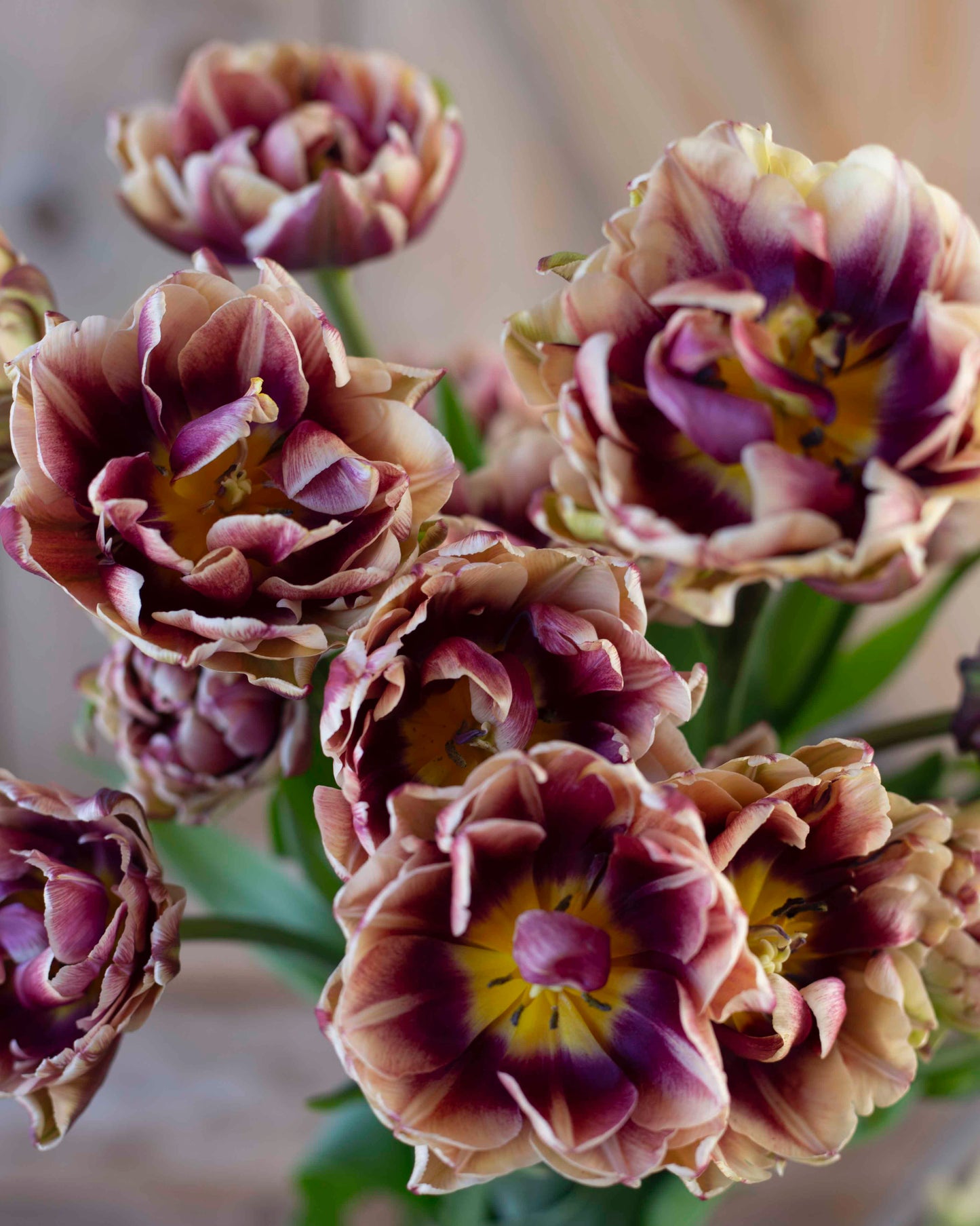 Kerrannainen tulppaani Wyndham