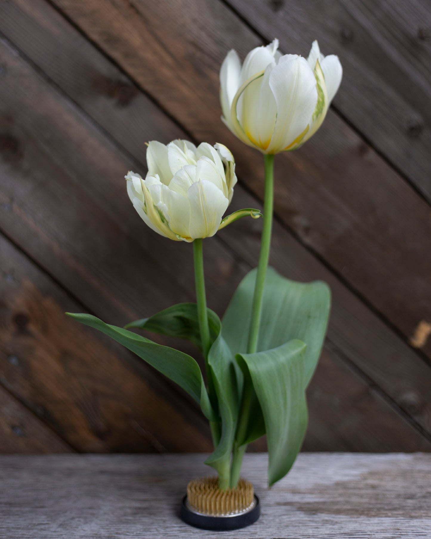 Kerrannainen tulppaani Exotic Emperor
