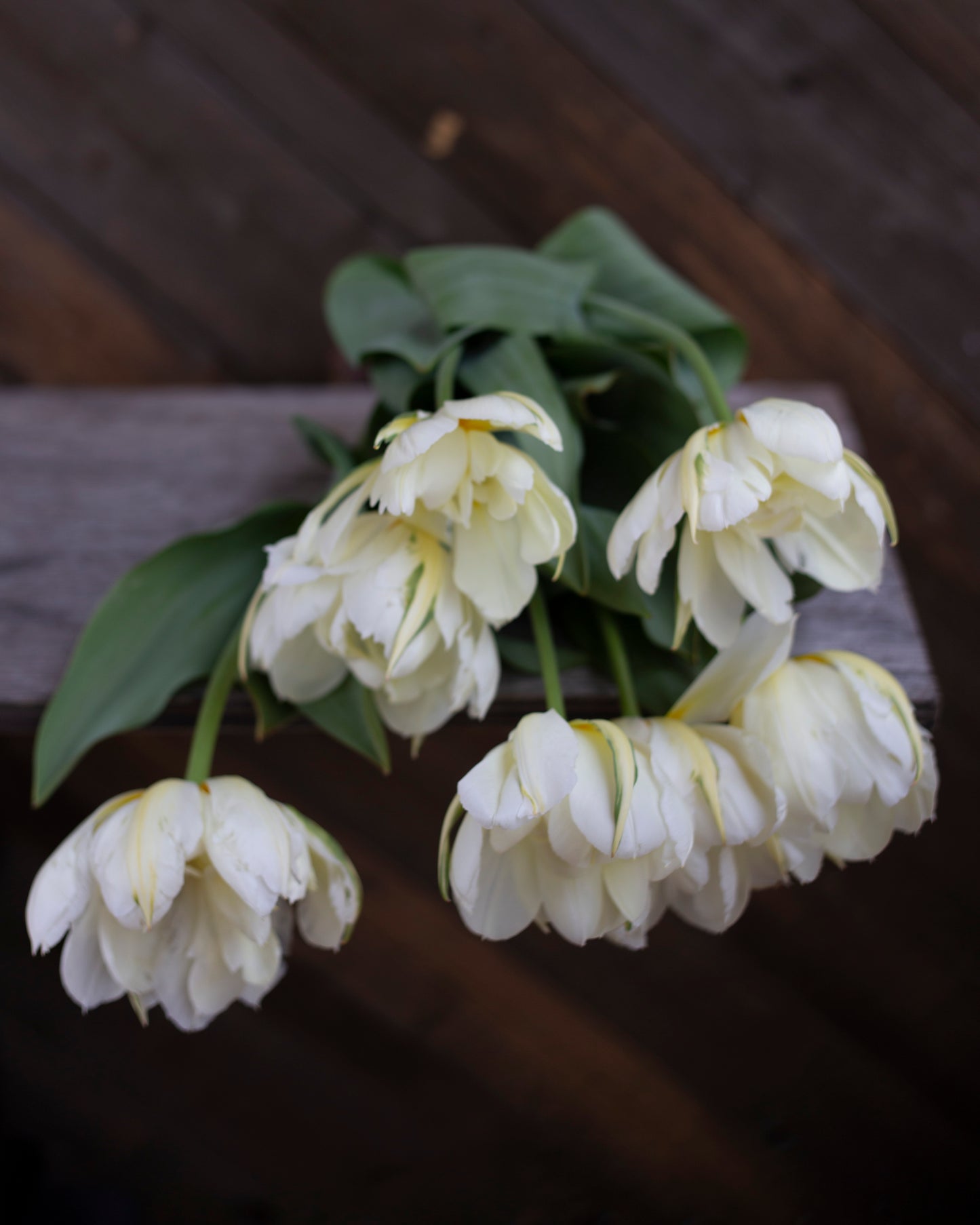 Kerrannainen tulppaani Exotic Emperor