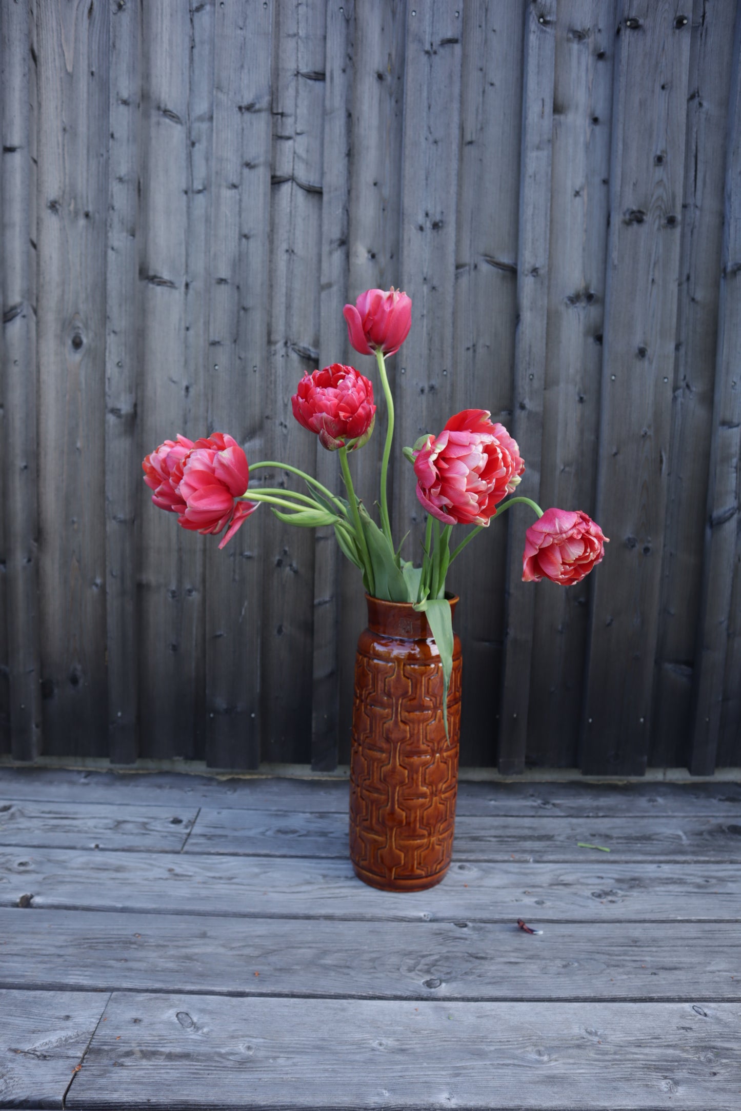 Kerrannainen ranskalainen tulppaani Renow Unique