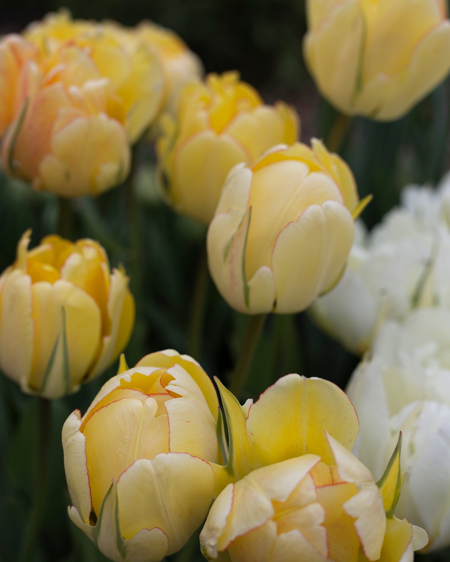 Kerrannainen tulppaani Akebono