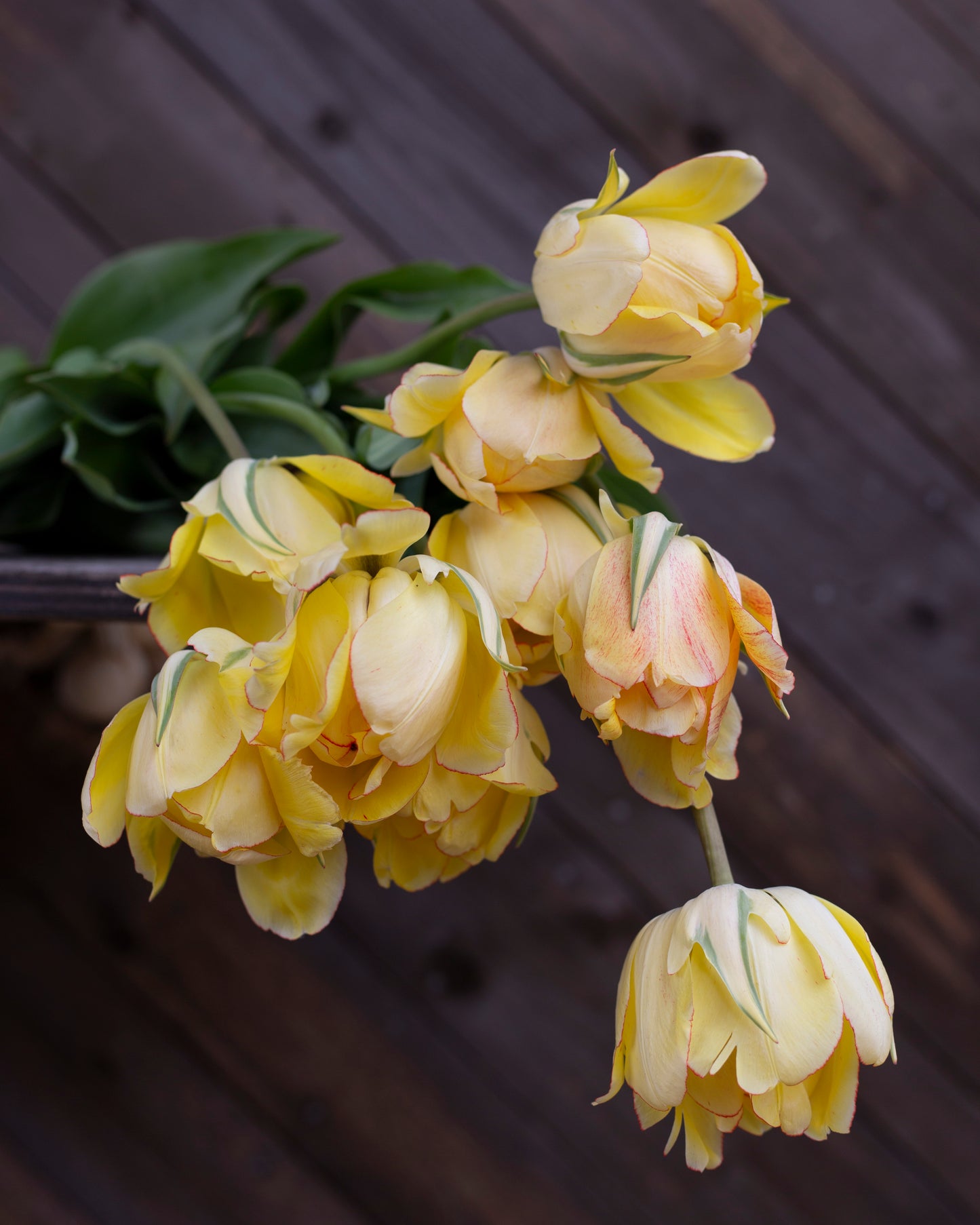 Kerrannainen tulppaani Akebono