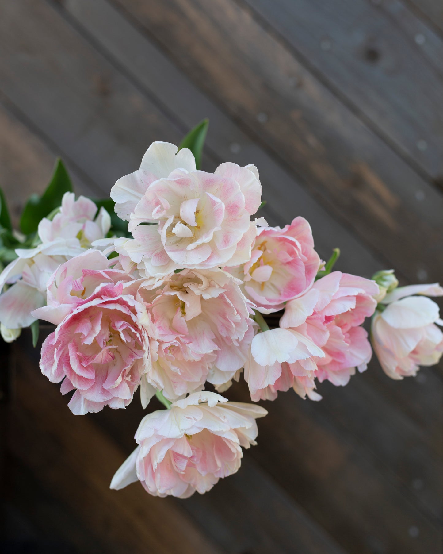 Kerrannainen tulppaani Angelique