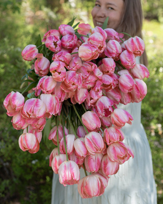 Papukaijatulppaani Apricot Parrot
