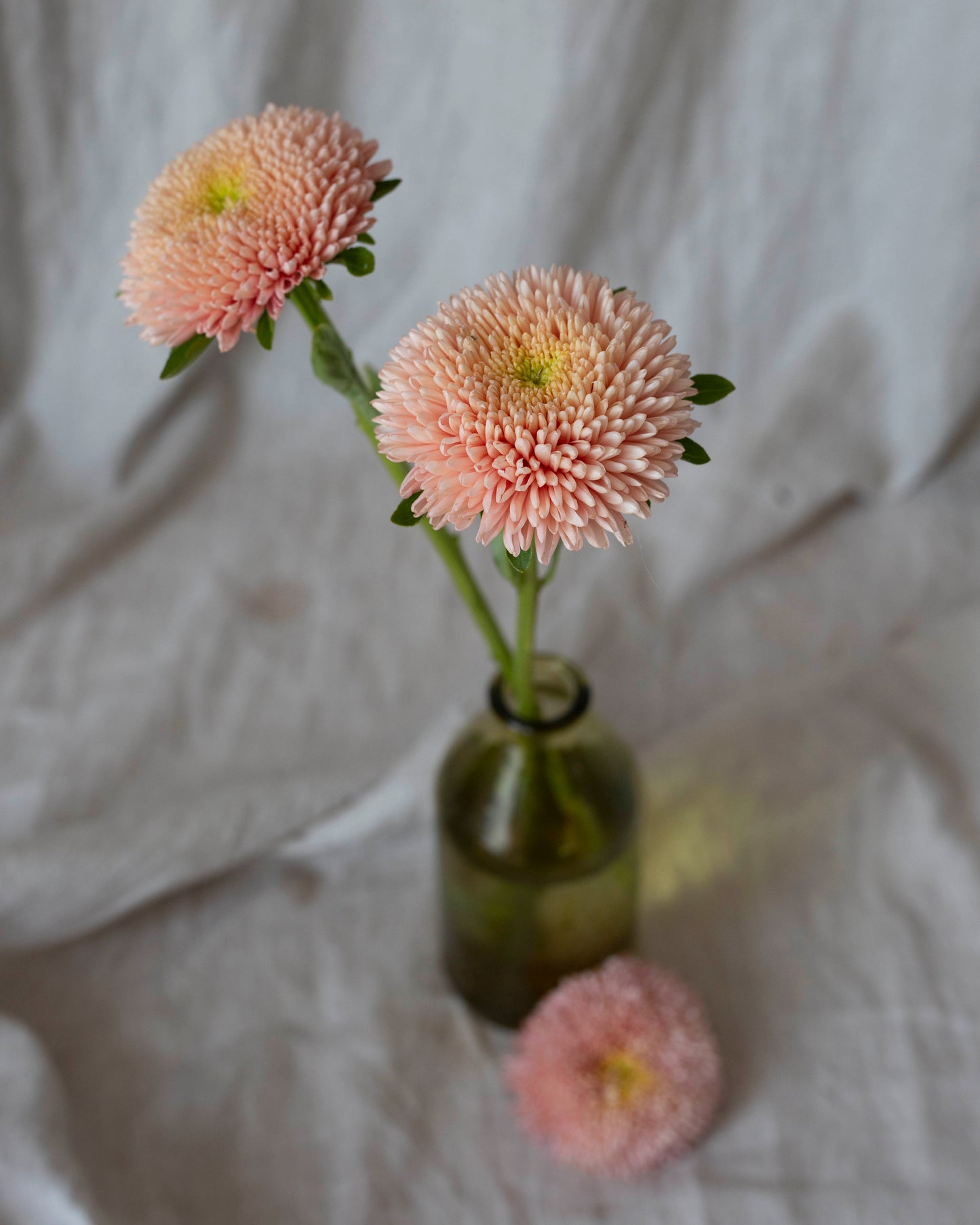 Kiinanasteri Balloon Apricot