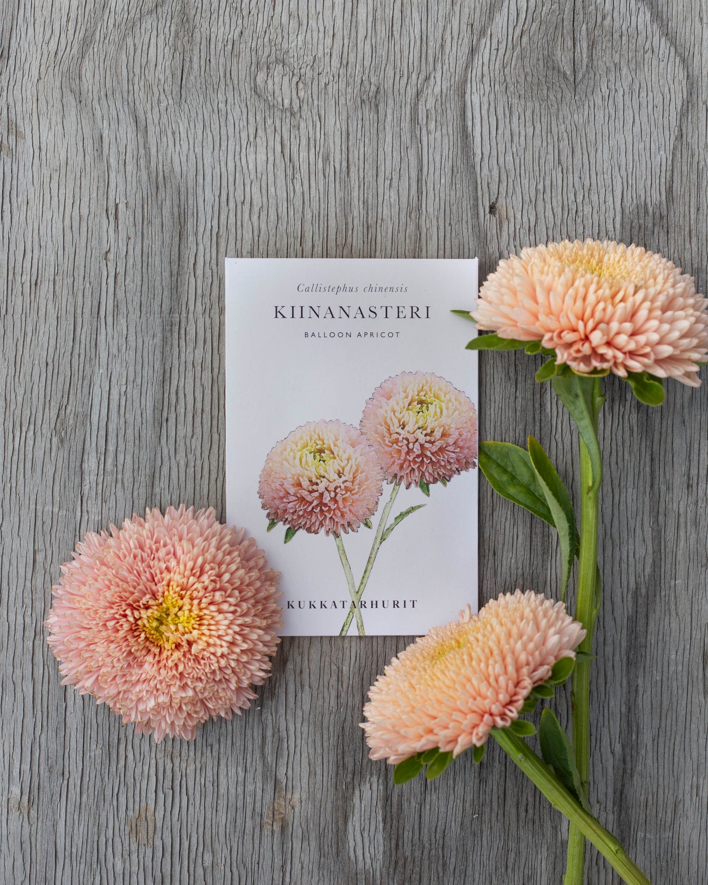 Kiinanasteri Balloon Apricot