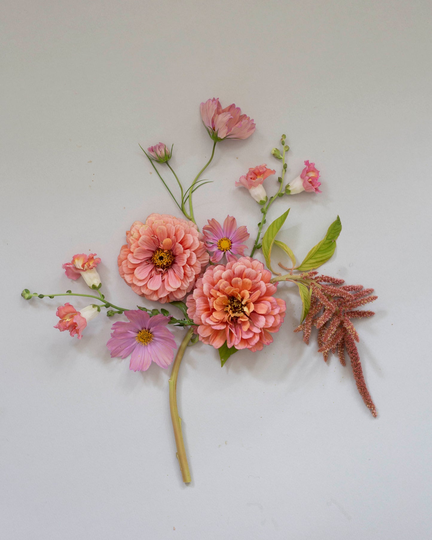 Isotsinnia Benary's Giant Salmon Rose