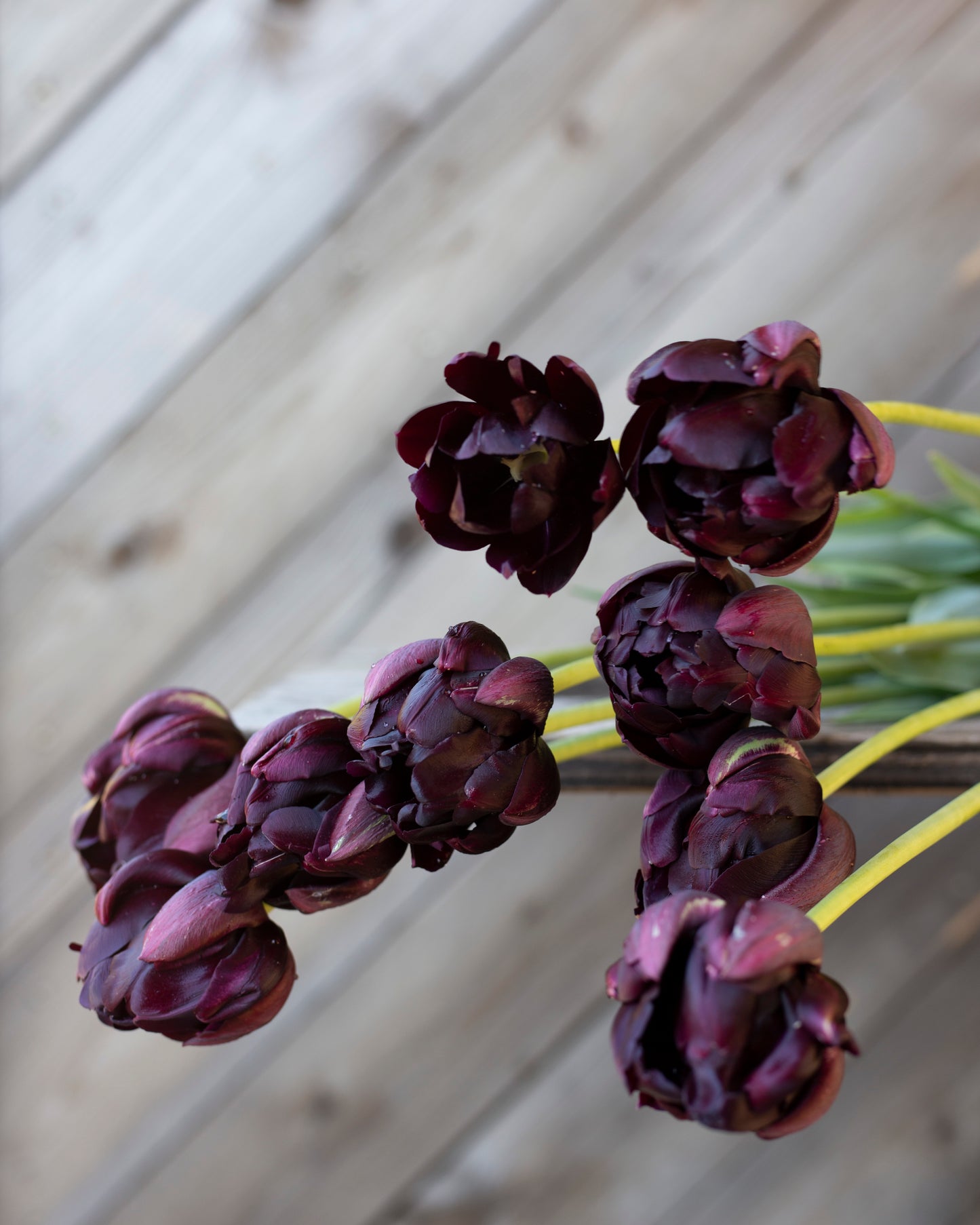 Kerrannainen tulppaani Black Hero