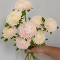 Chrisantella Lotos Flower