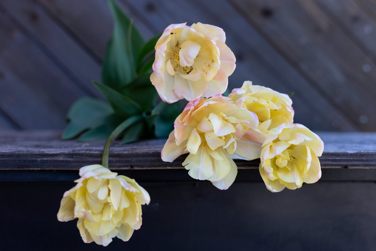 Kerrannainen tulppaani Creme Upstar