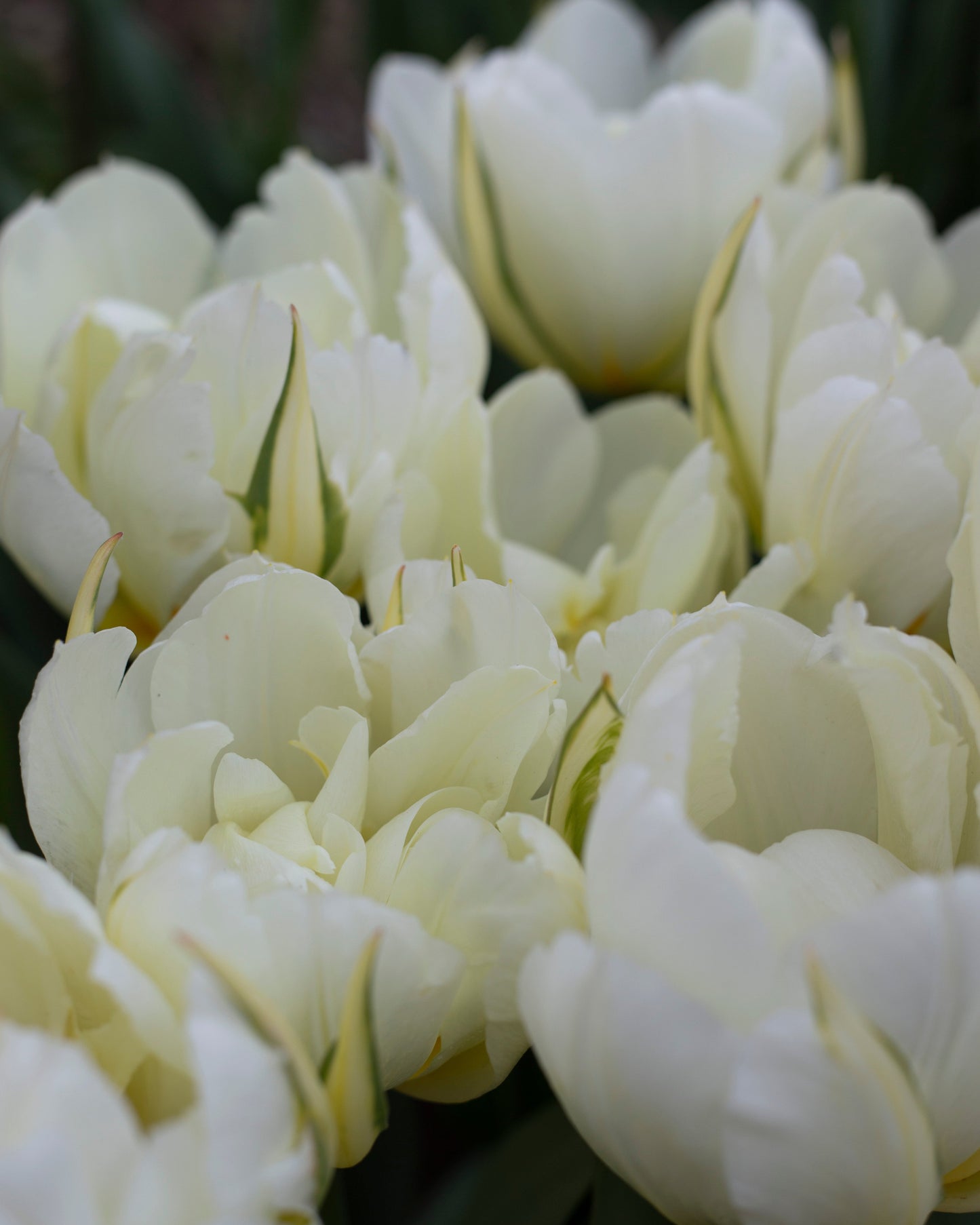 Kerrannainen tulppaani Exotic Emperor