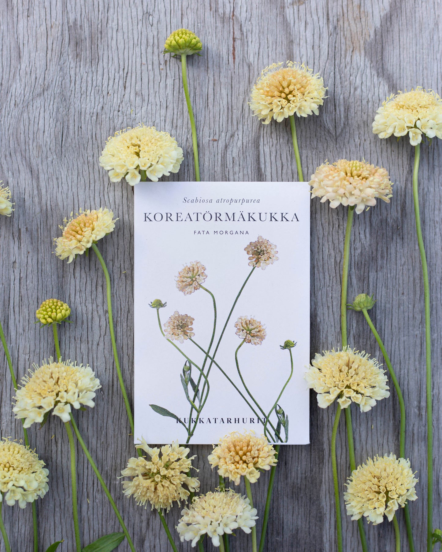 Koreatörmäkukka Fata Morgana
