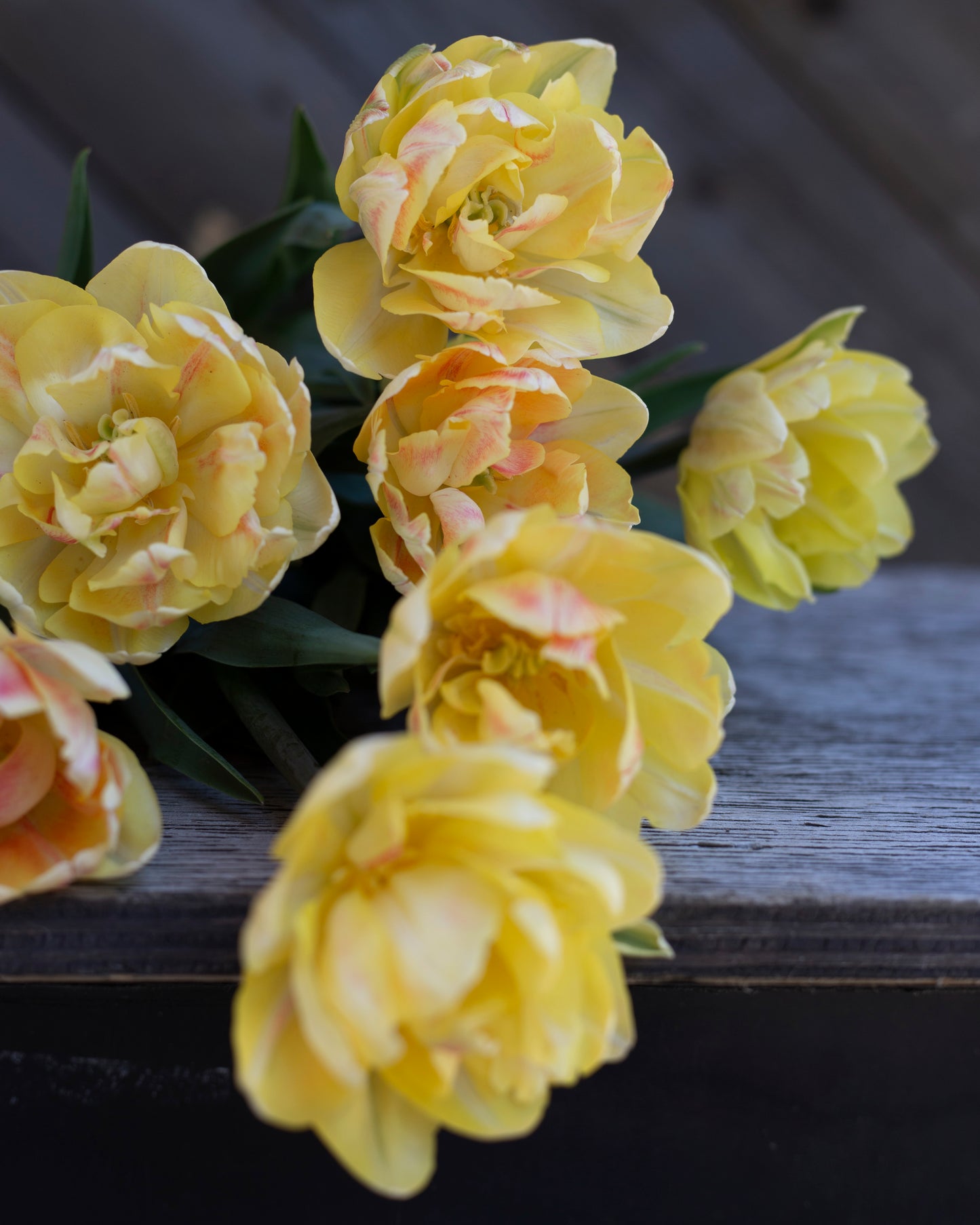 Kerrannainen tulppaani Foxy Foxtrot