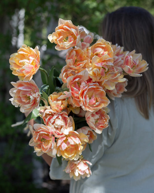 Kerrannainen tulppaani Foxy Foxtrot