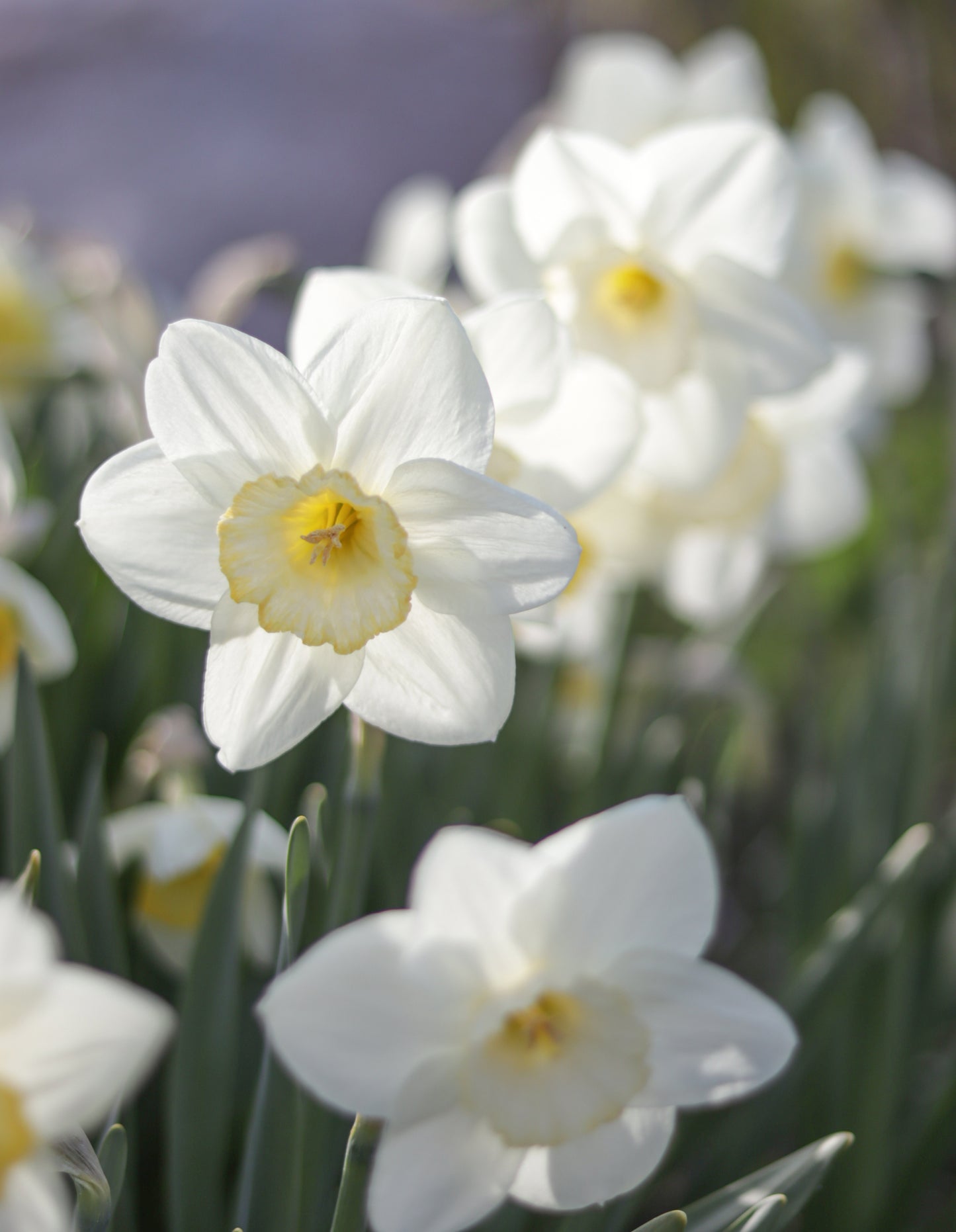 Narsissi Frosty Snow