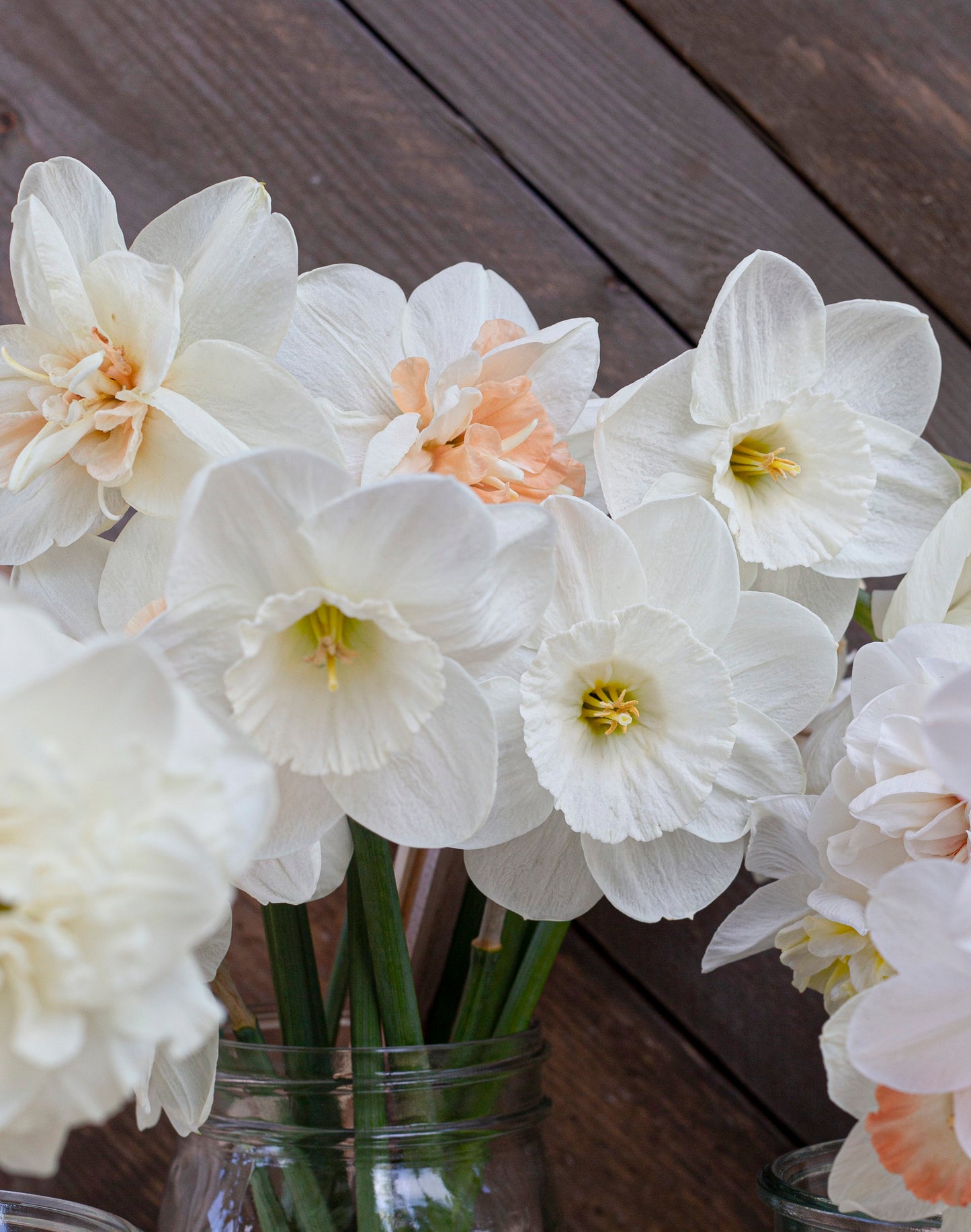 Narsissi Frosty Snow