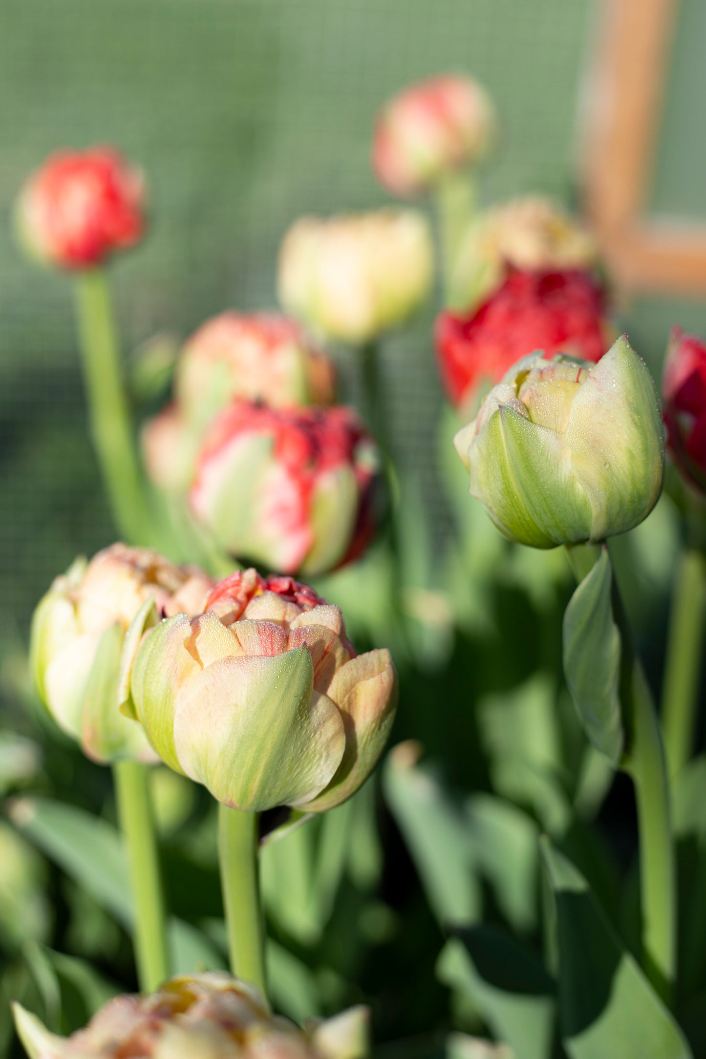 Kerrannainen tulppaani Gudoshnik Double