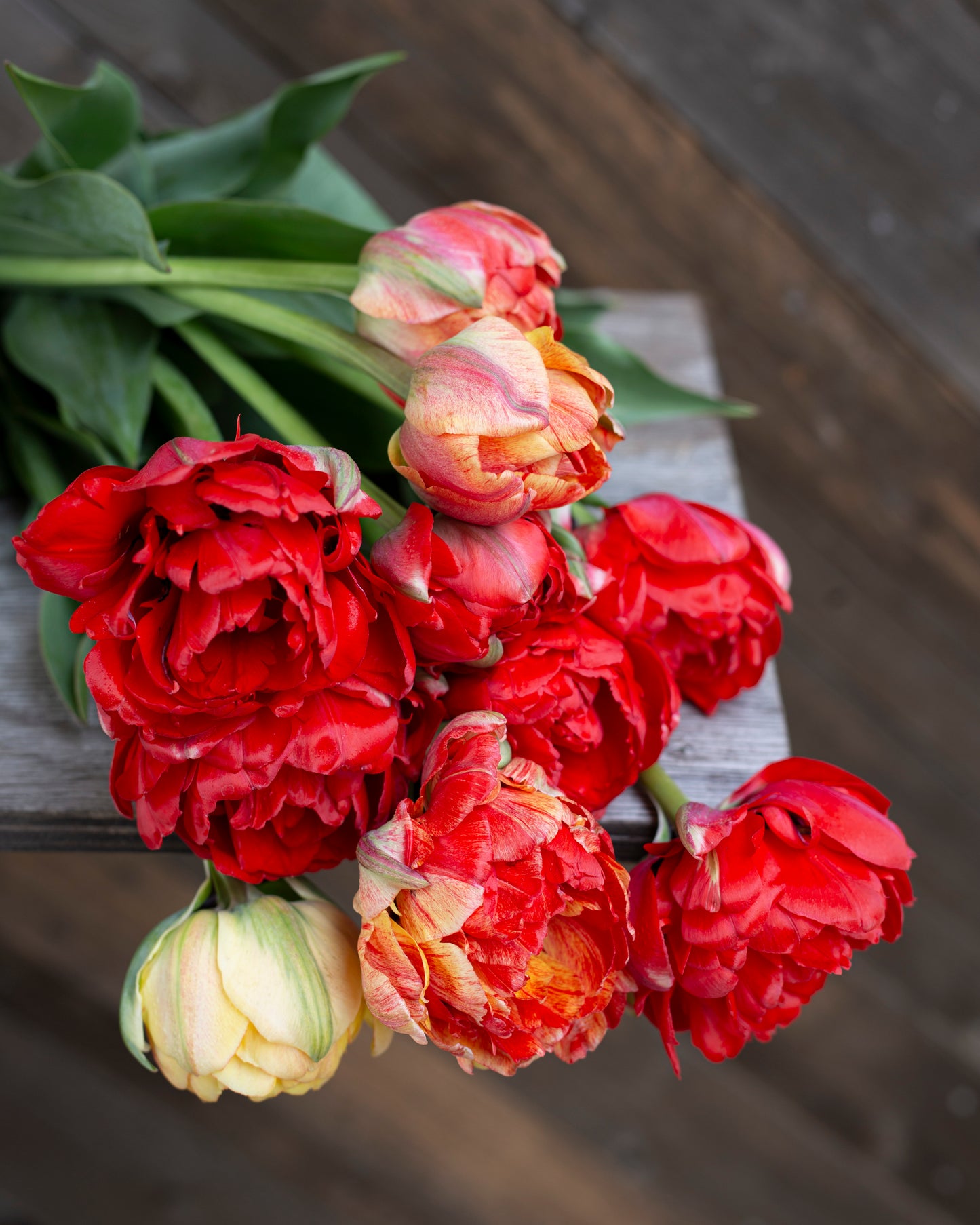 Kerrannainen tulppaani Gudoshnik Double