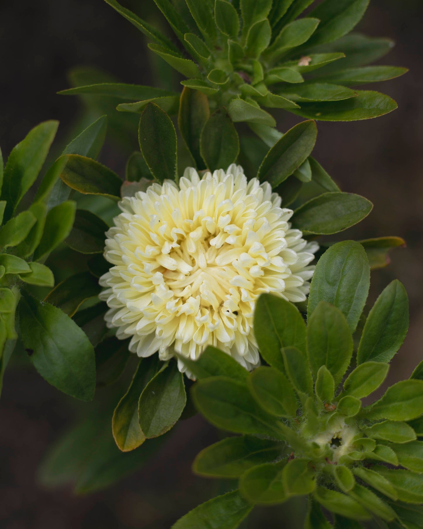 Kiinanasteri Chrisantella Limoncello