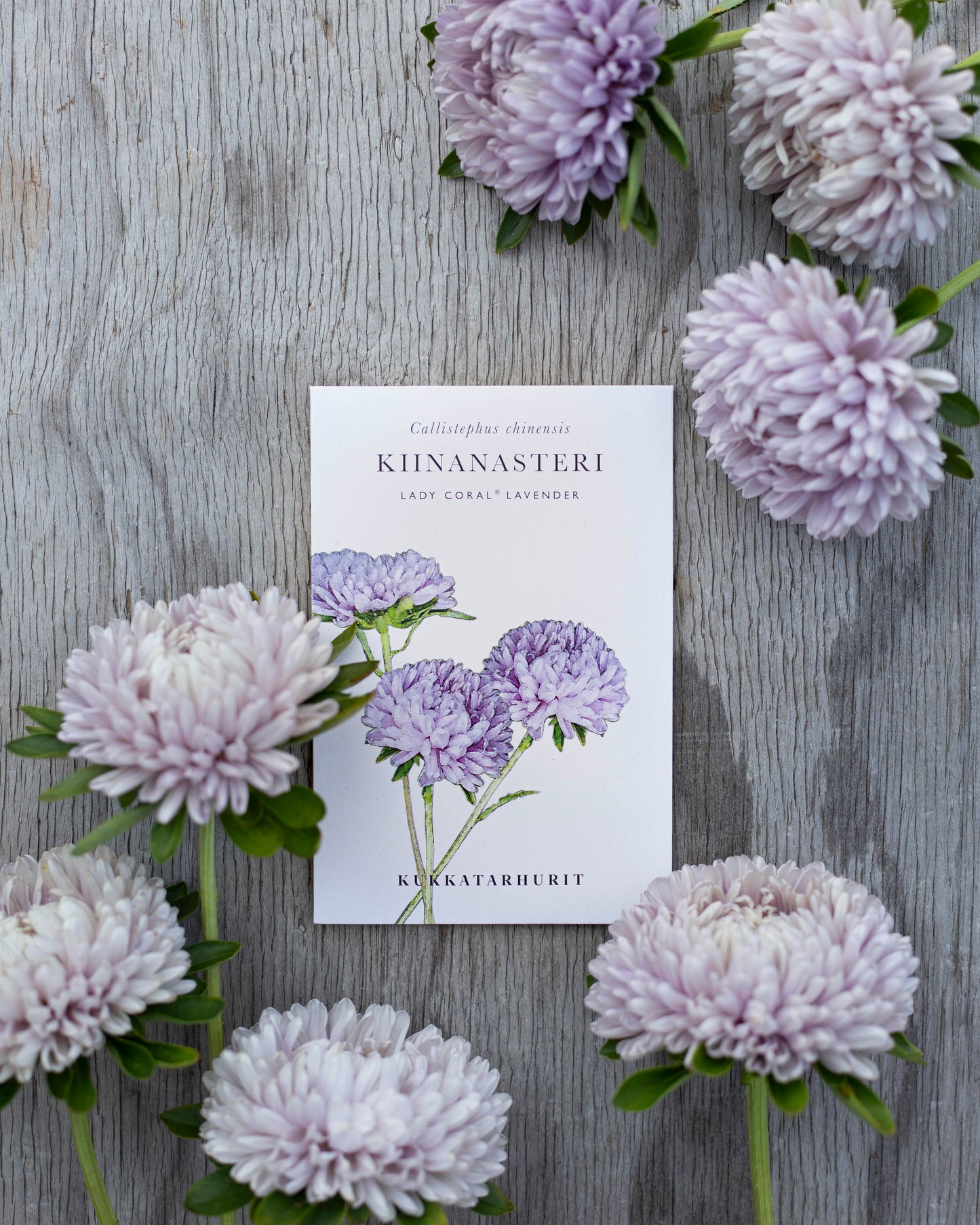 Kiinanasteri Lady Coral® Lavender