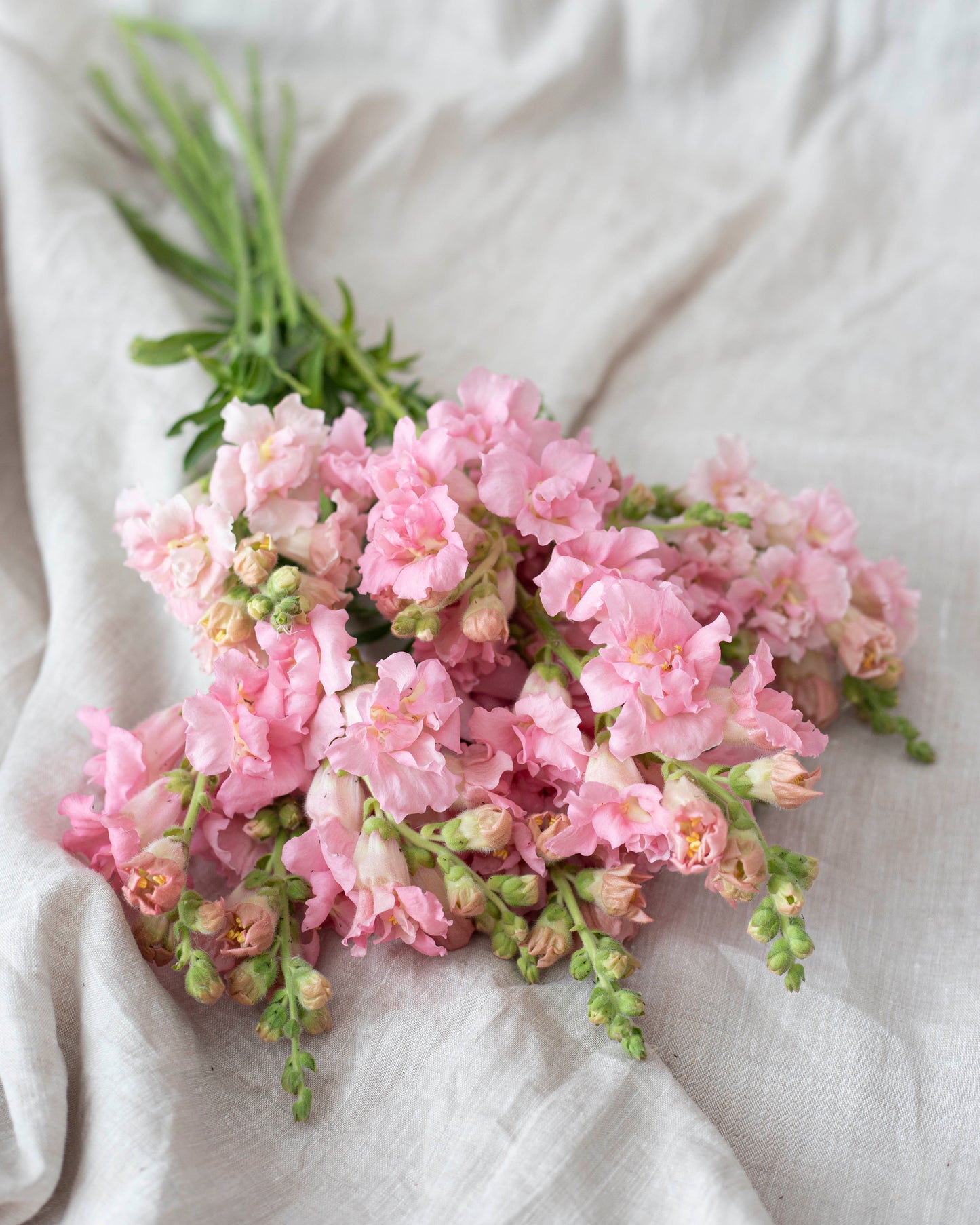 Leijonankita Madame Butterfly Pink