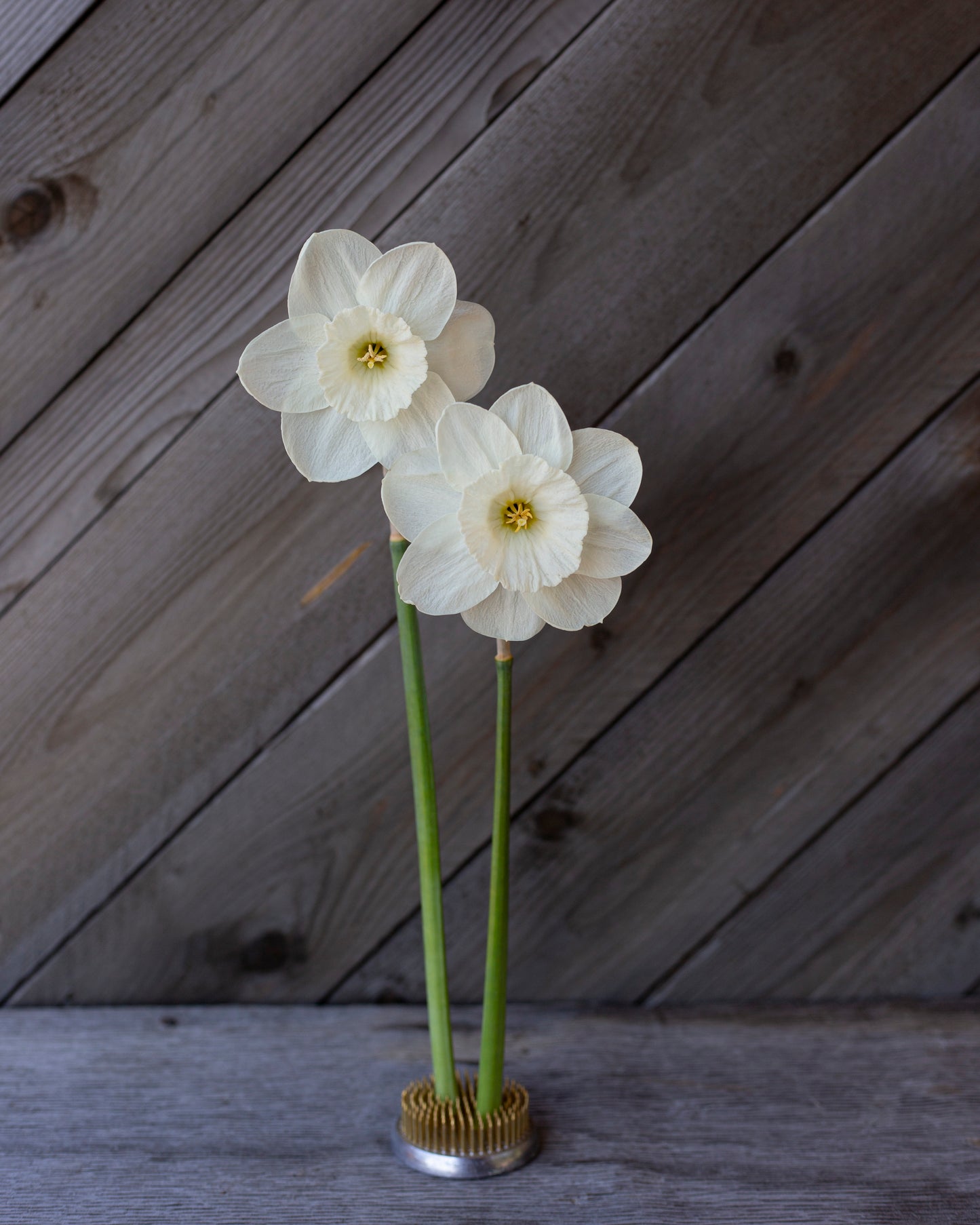 Narsissi Frosty Snow