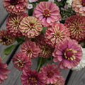 Queen Red Lime