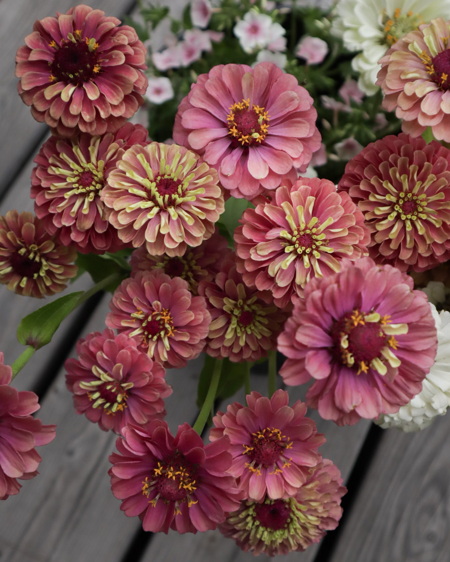 Isotsinnia Queen Red Lime
