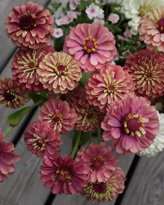Isotsinnia Queen Red Lime
