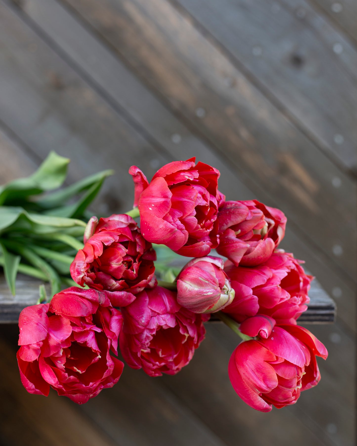 Kerrannainen ranskalainen tulppaani Renow Unique