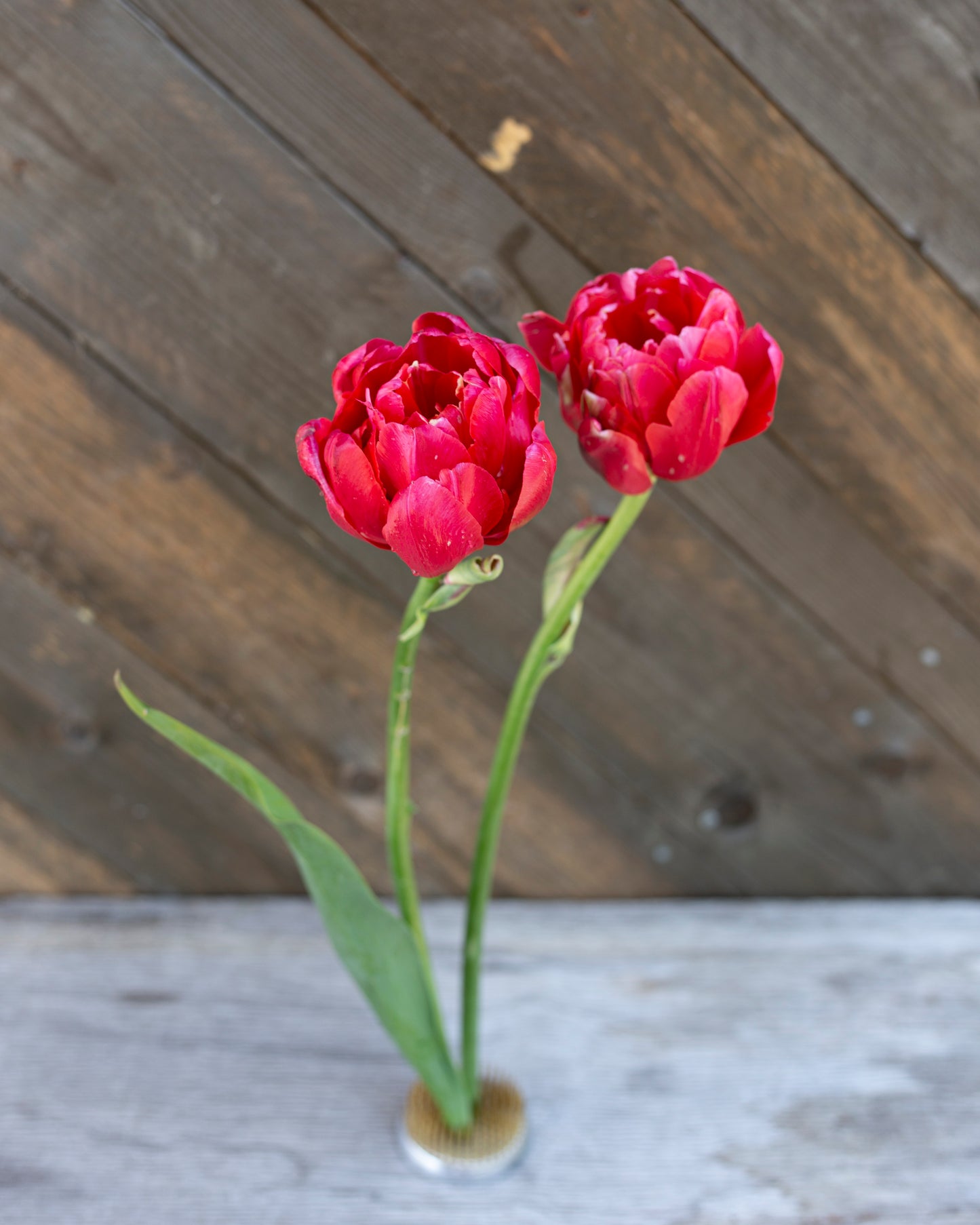 Kerrannainen ranskalainen tulppaani Renow Unique