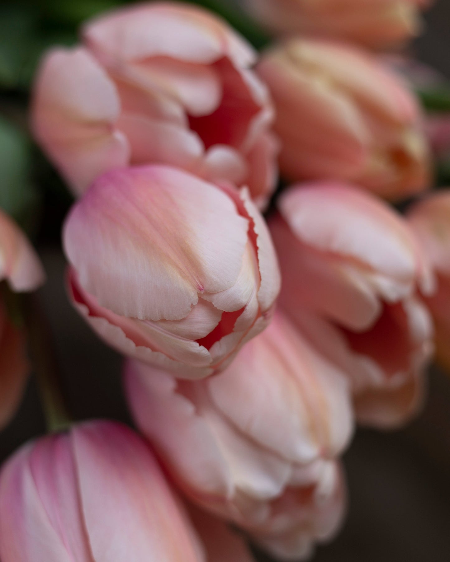 Yksinkertainen tulppaani Salmon Impression