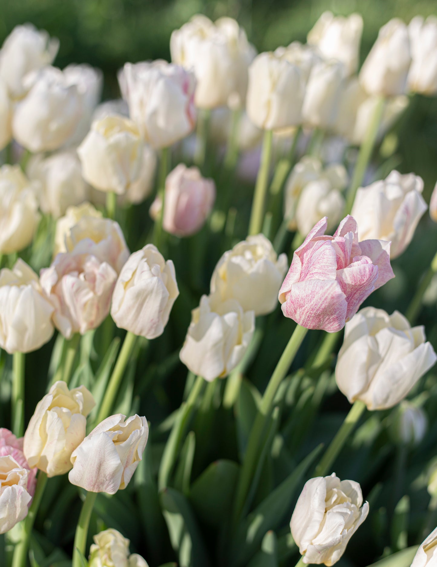 Kerrannainen tulppaani Silk Road