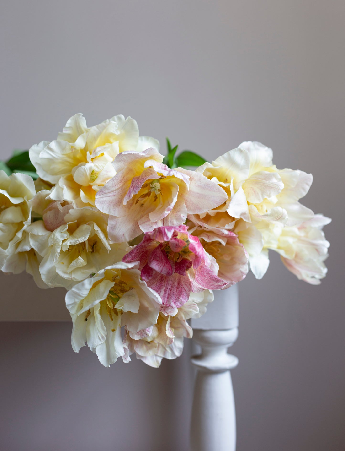 Kerrannainen tulppaani Silk Road