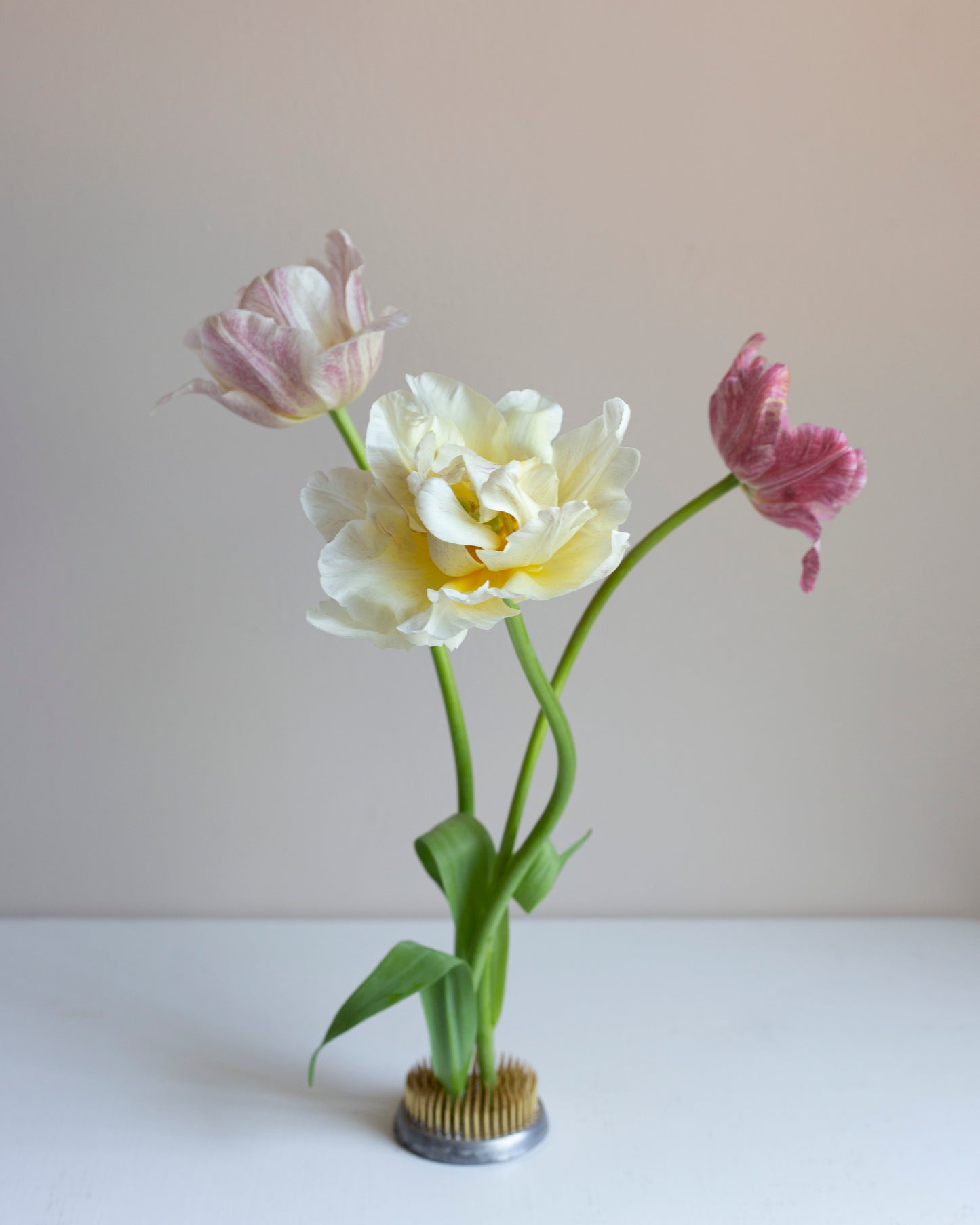 Kerrannainen tulppaani Silk Road