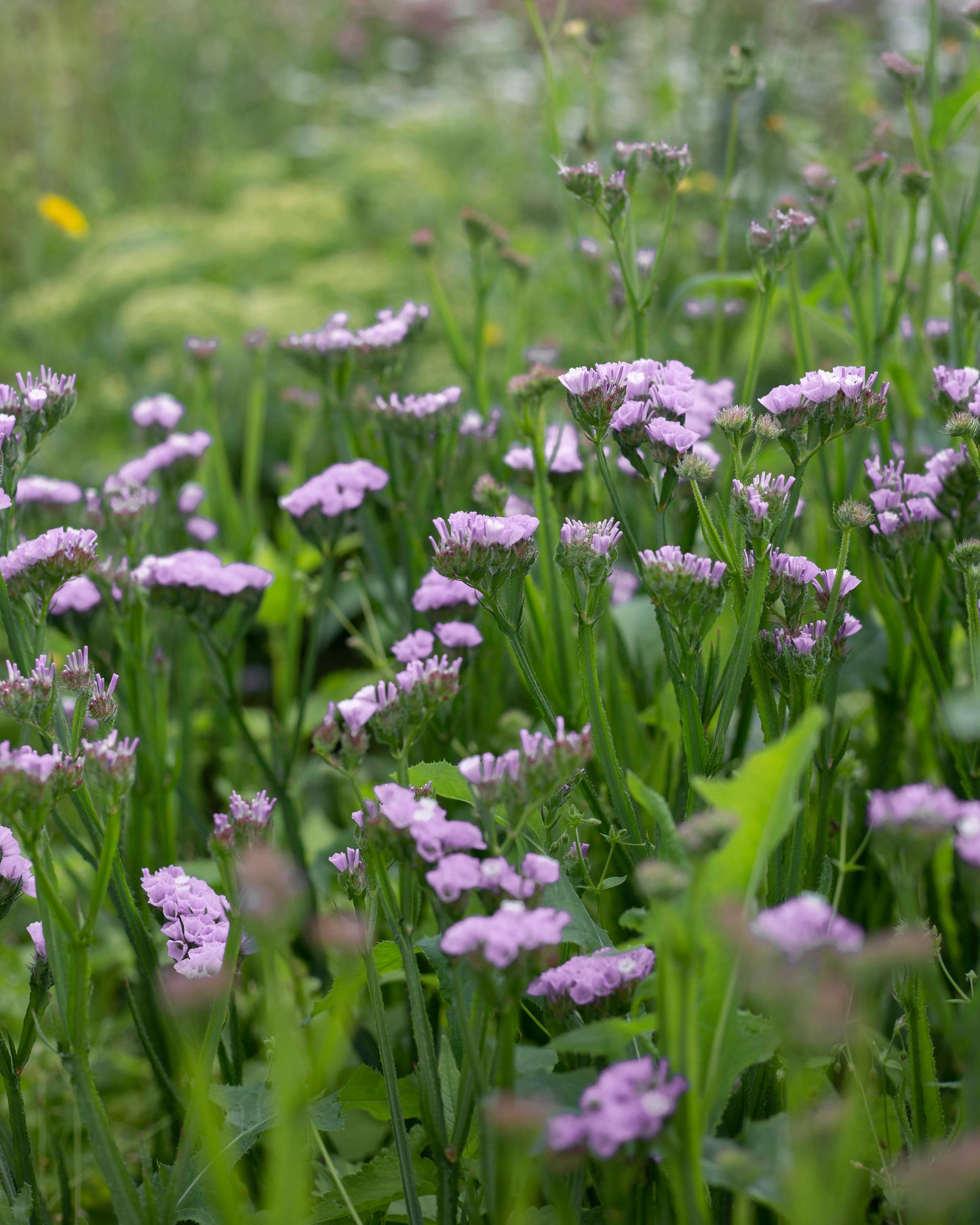 Ikiviuhko QIS® Lavender