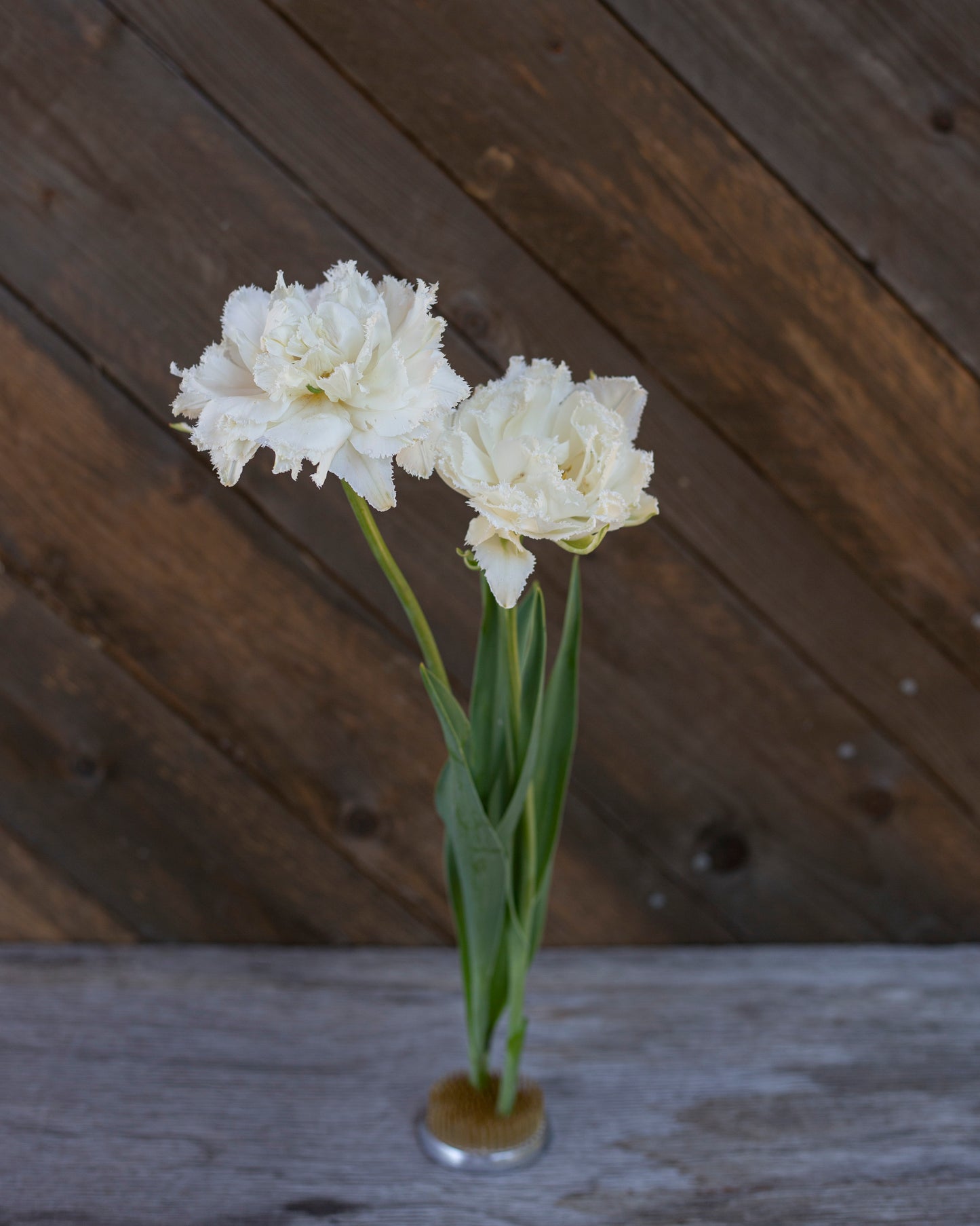 Kerrannainen ripsureunainen tulppaani Snow Crystal