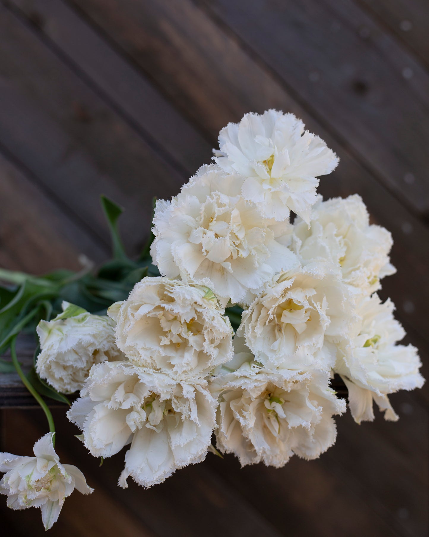 Kerrannainen ripsureunainen tulppaani Snow Crystal