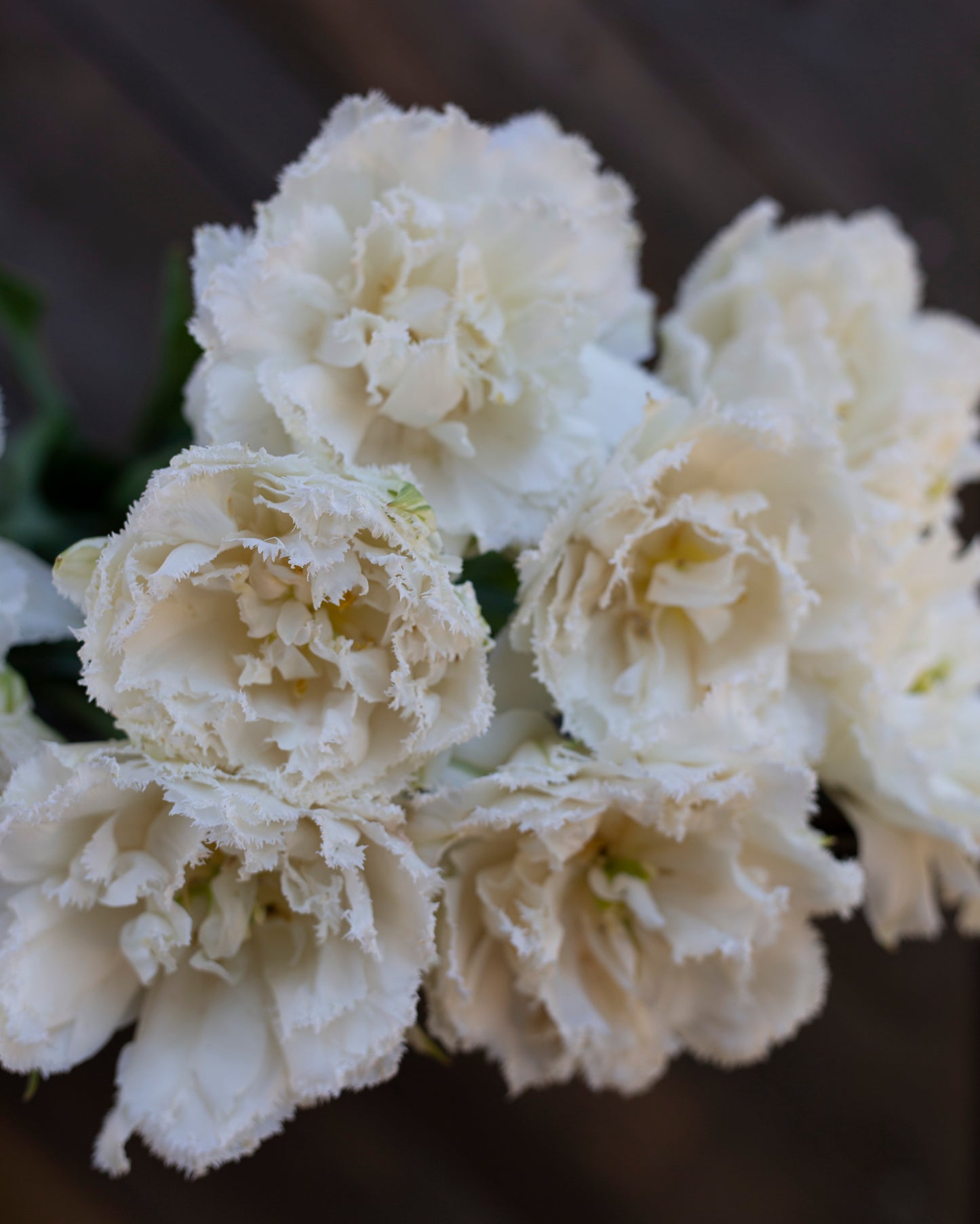 Kerrannainen ripsureunainen tulppaani Snow Crystal