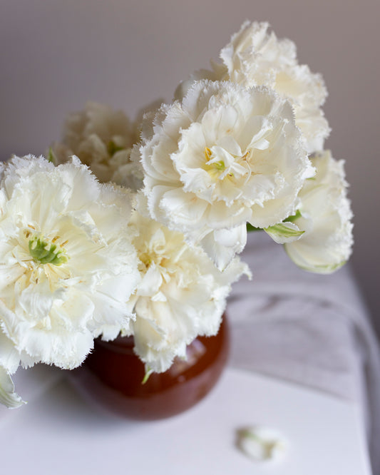 Kerrannainen ripsureunainen tulppaani Snow Crystal