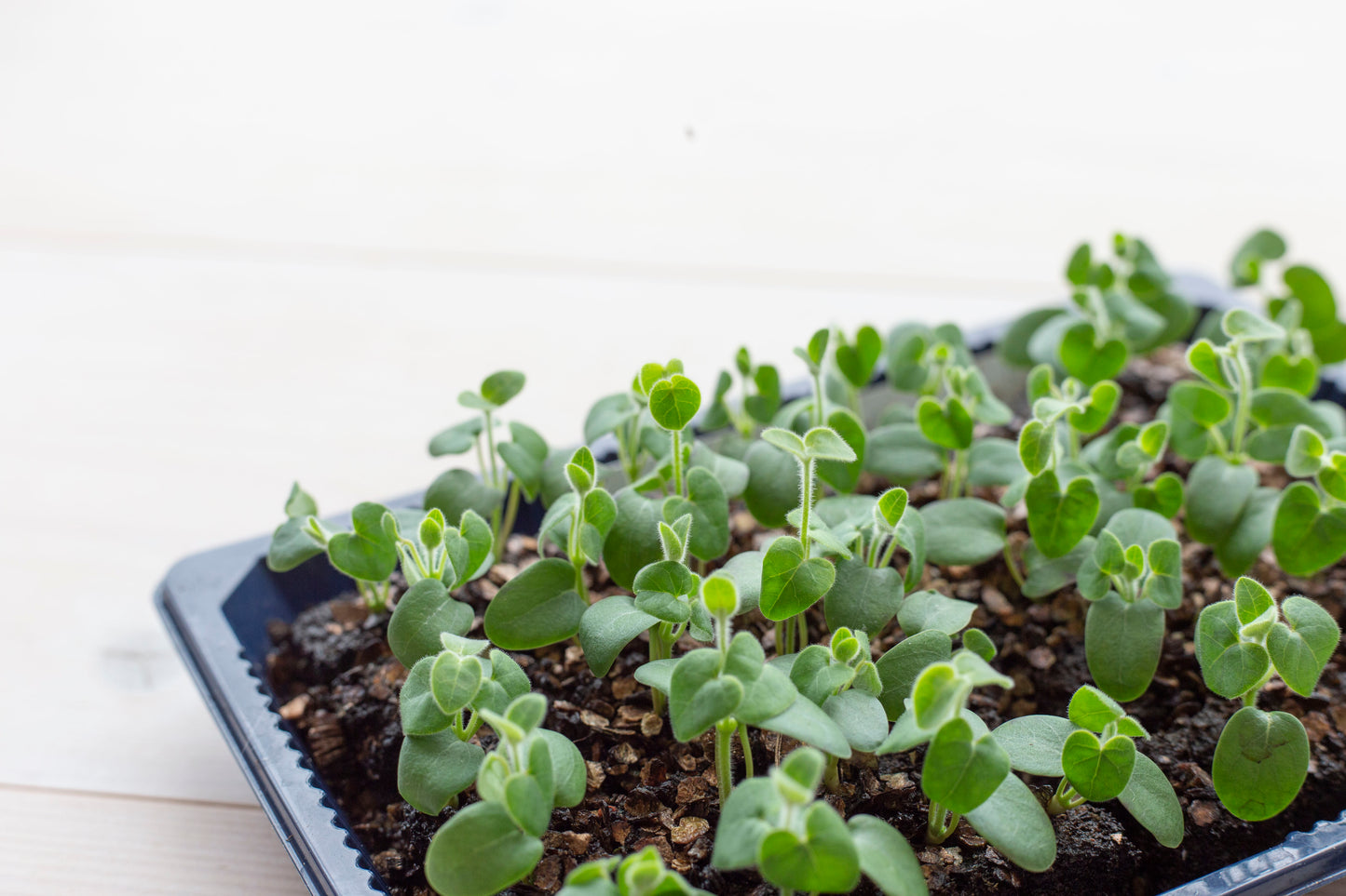 Soil Blocker Micro 20