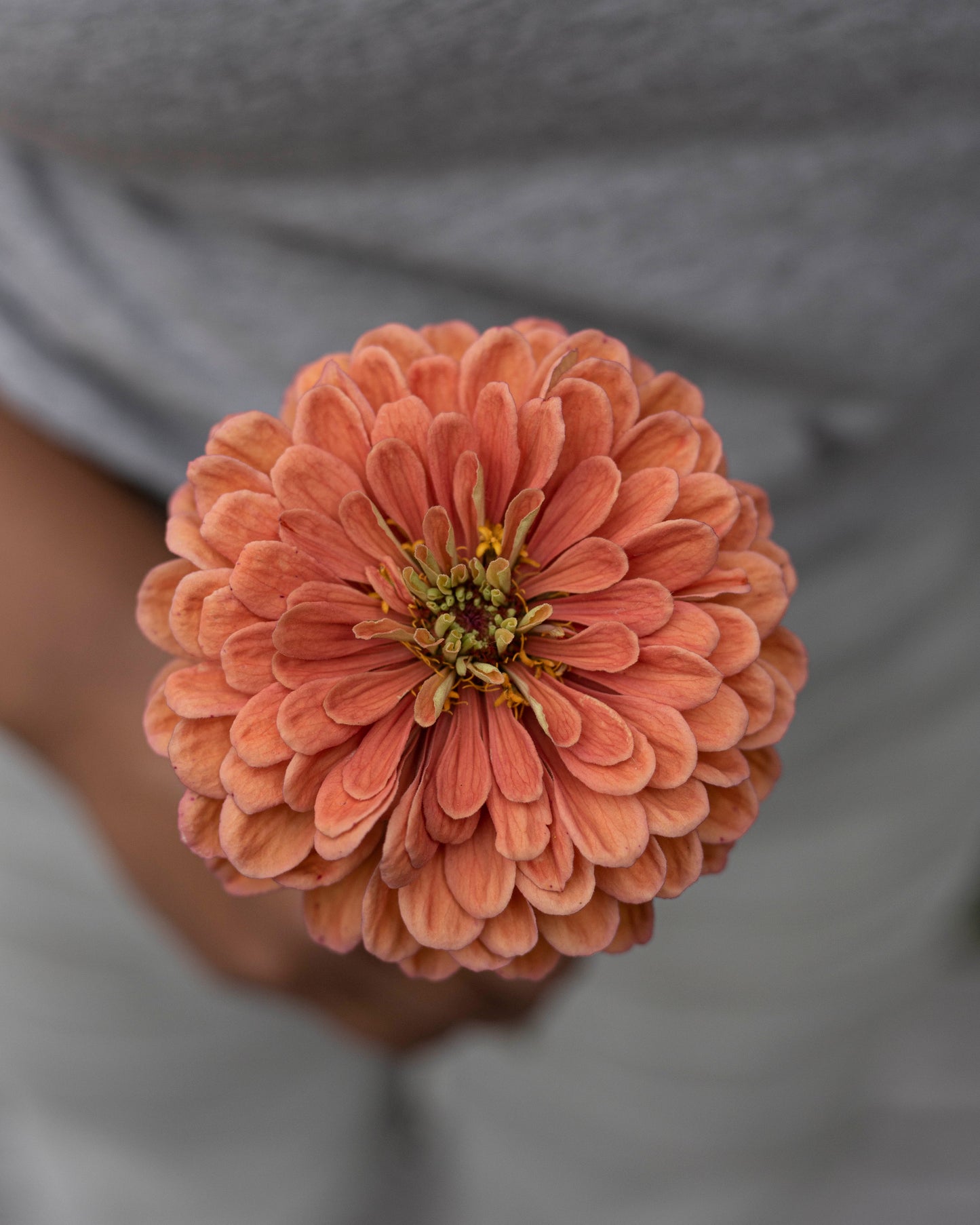 Isotsinnia Benary's Giant Salmon Rose