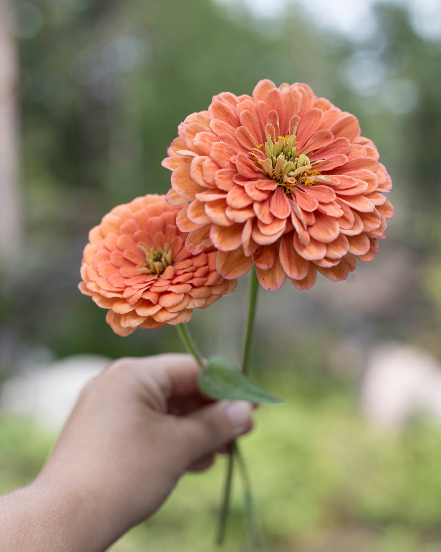 Isotsinnia Benary's Giant Salmon Rose