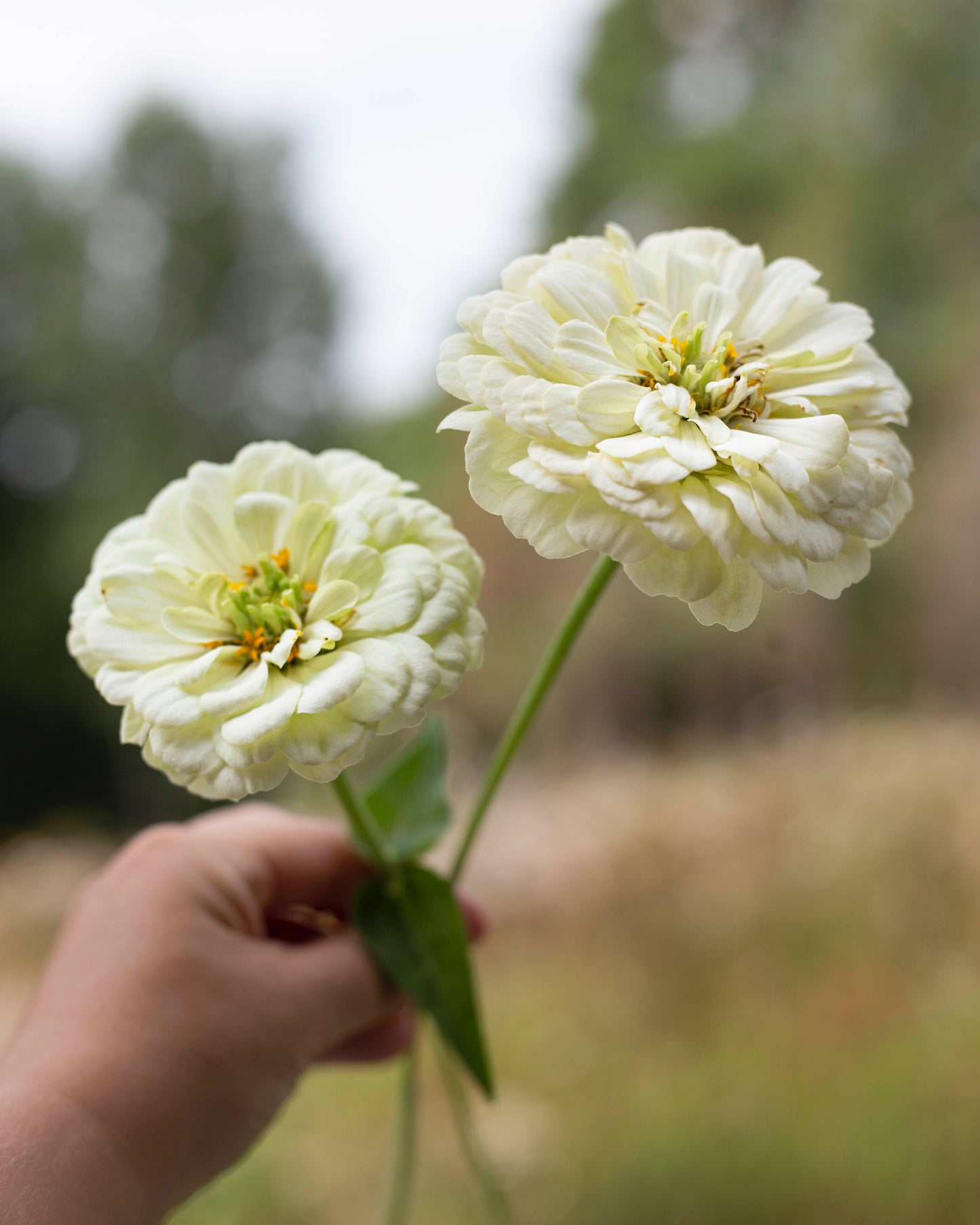 Isotsinnia Benary's Giant White