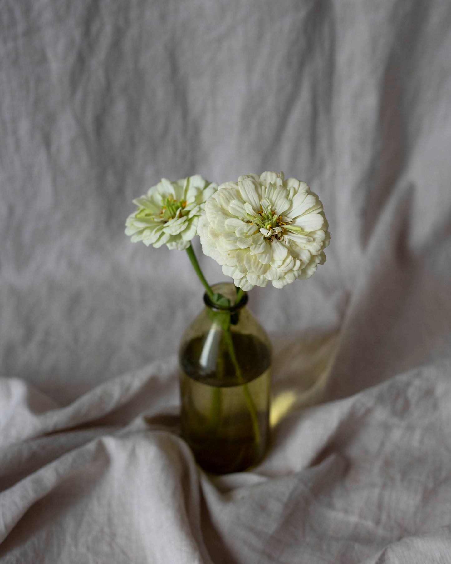 Isotsinnia Benary's Giant White