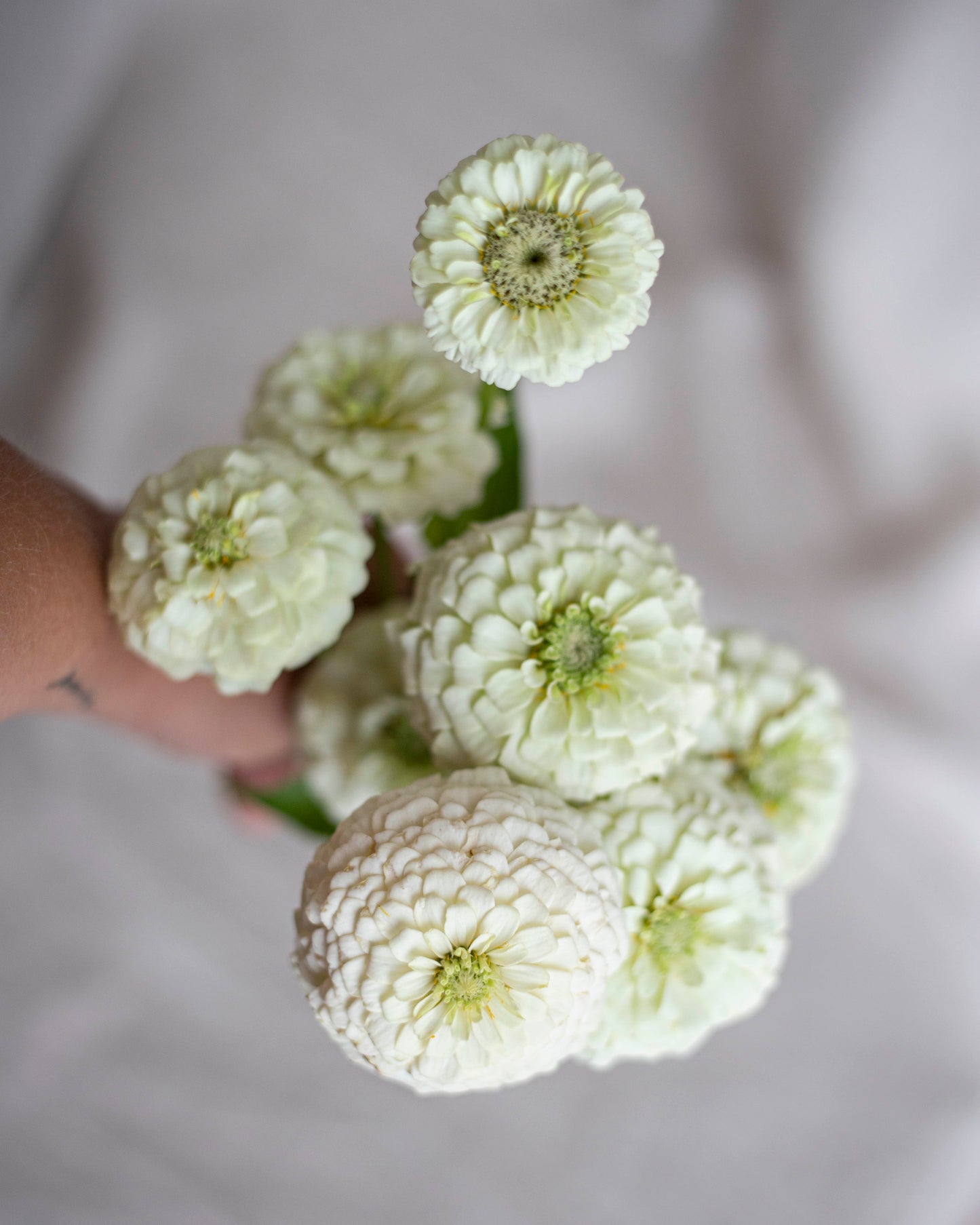 Isotsinnia Oklahoma White