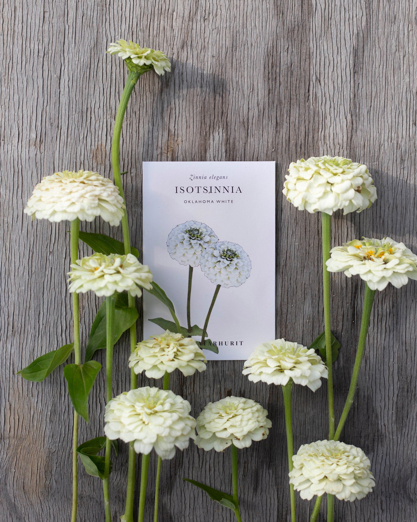 Isotsinnia Oklahoma White